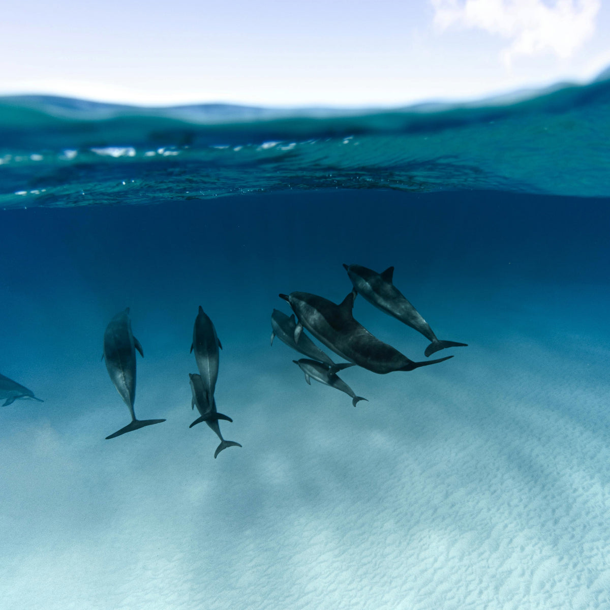 SNORKELING BOAT TRIP FULL DAY