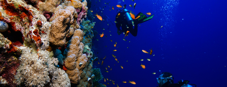 Diver exploring a vibrant coral reef with colorful fish in clear blue water.
