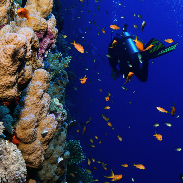 Diver exploring a vibrant coral reef with colorful fish underwater.