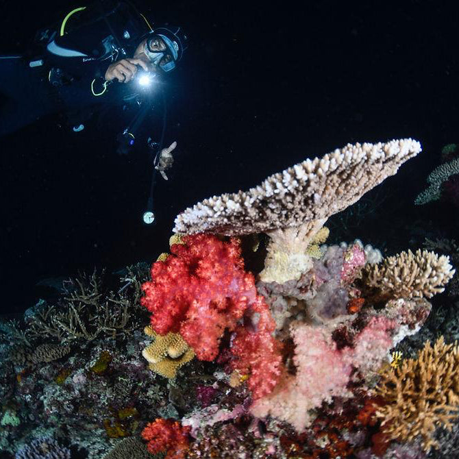 NIGHT DIVER | 2 DAYS