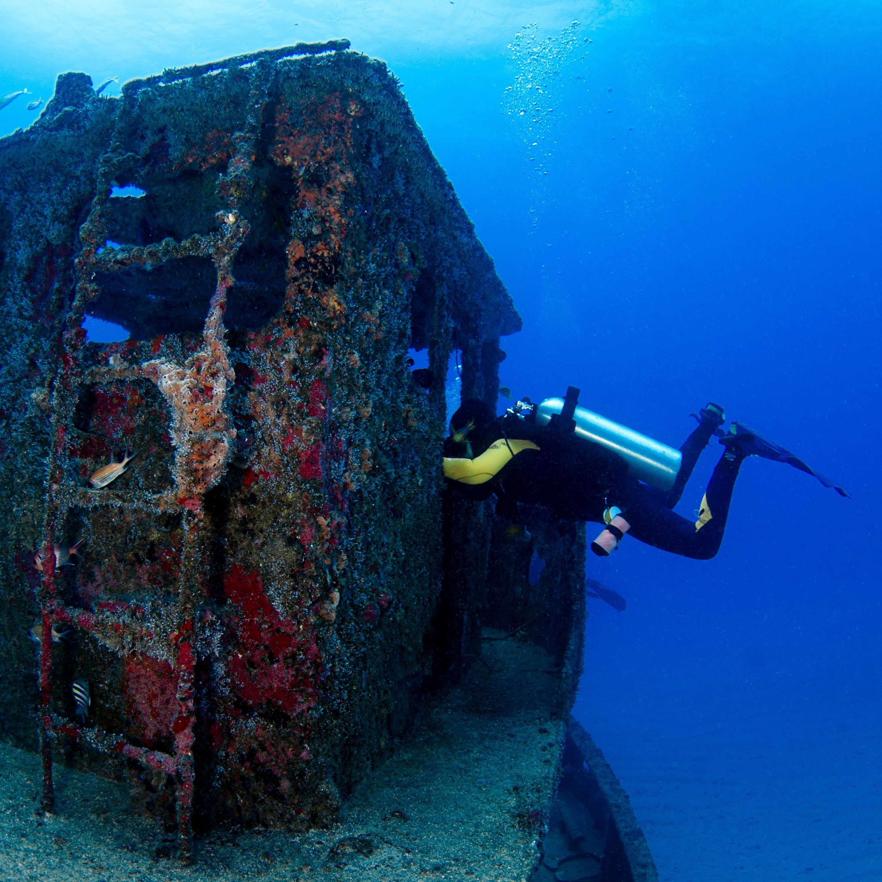An underwater diver in a black and yellow wetsuit swims beside a large, rusted shipwreck structure covered in marine growth, set against a deep blue ocean background with small fish around it.
