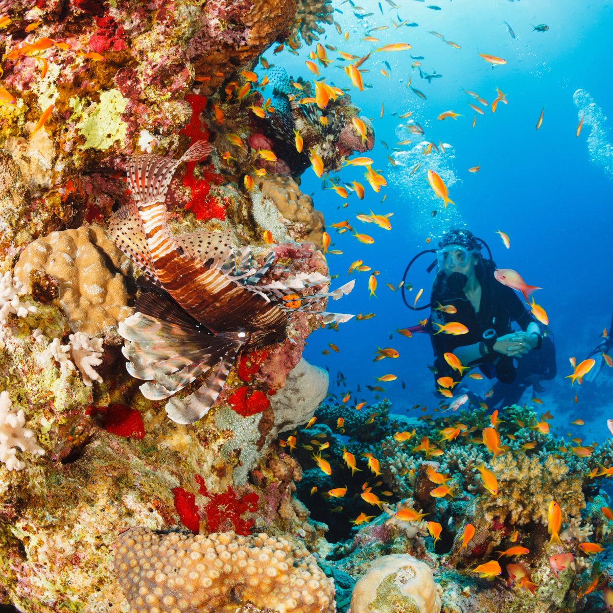 DAILY DIVES - ENJOY THE RED SEA WITH WD! | 1 DAY/2 DIVES