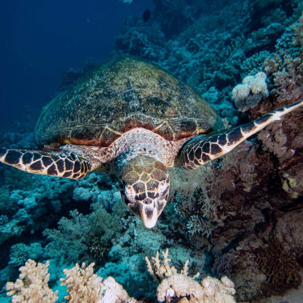 Turtle on the reef