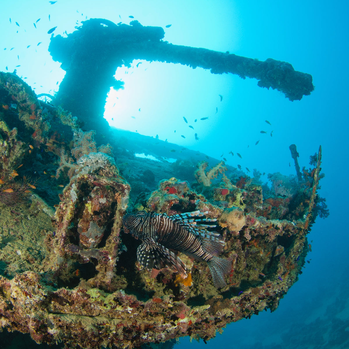 WRECK DIVER | 2 DAYS